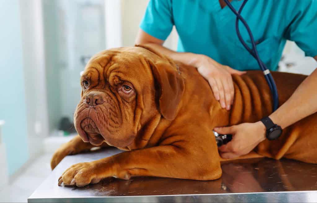 An Akita dog getting a thorough health check from a veterinarian at a veterinary clinic.