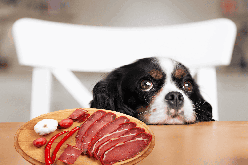 Dog looking at plate of raw meat and chili peppers with desire and anticipation.