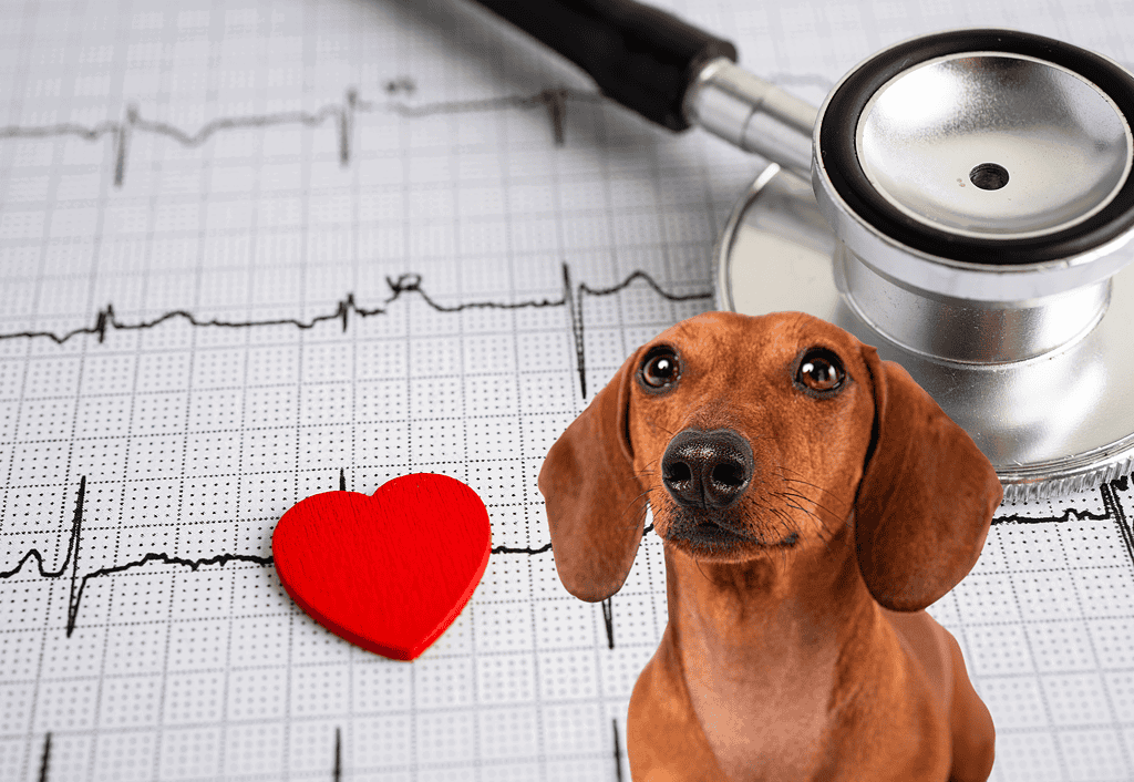 Dog with stethoscope over heart rate monitor.