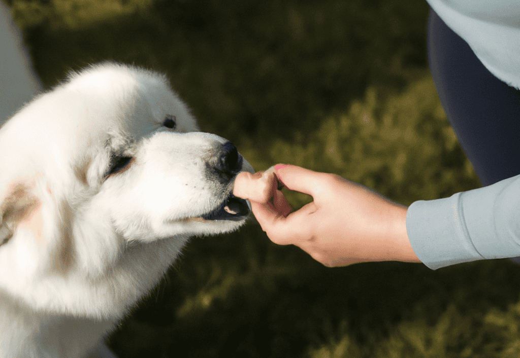 How Much Yams Should I Give My Dog