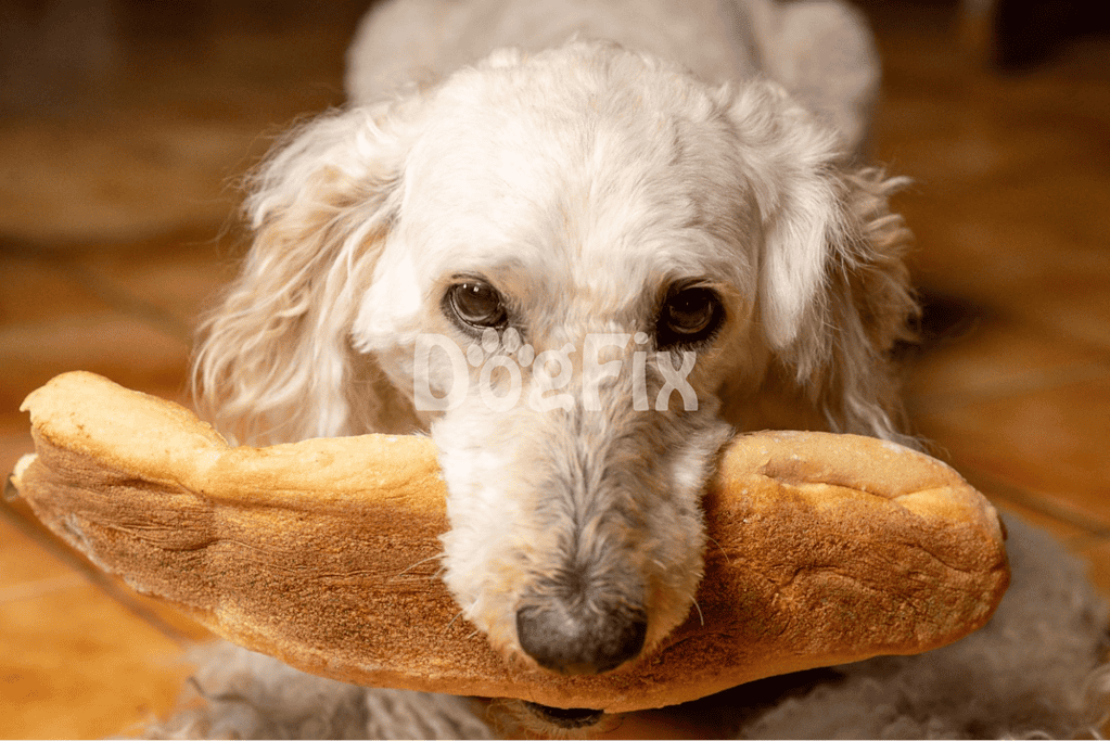 Adorable dog holding a large bread bone in its mouth.