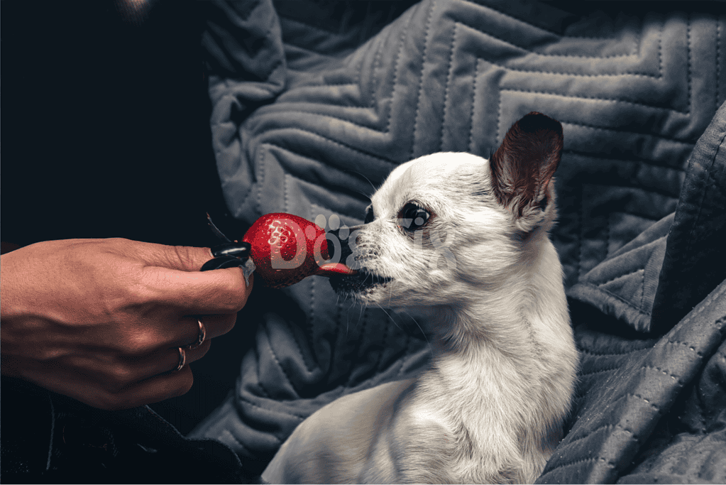 Dog playing fetch with strawberry toy at home.