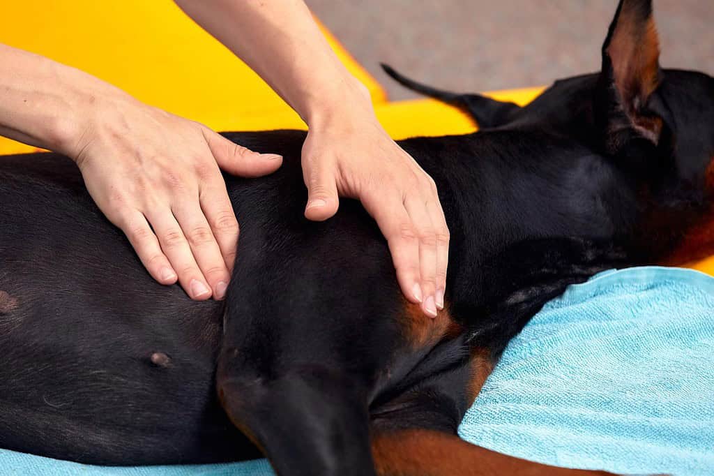 Dog receiving therapeutic massage for healing and relaxation.