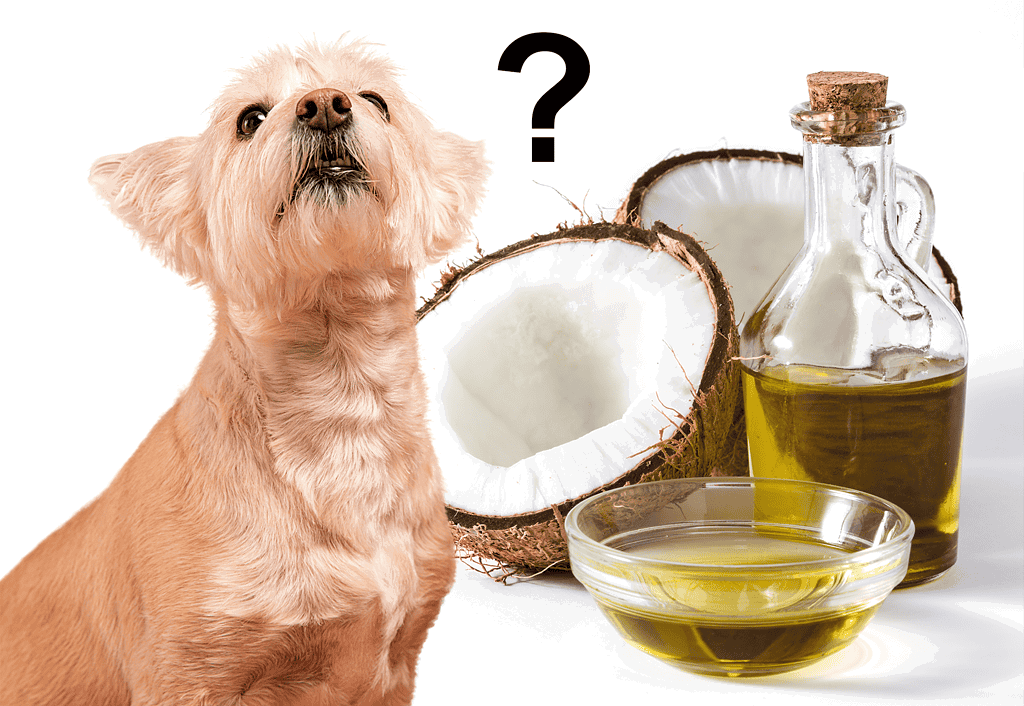 Dog Coconut Oil Benefits for Skin and Coat.