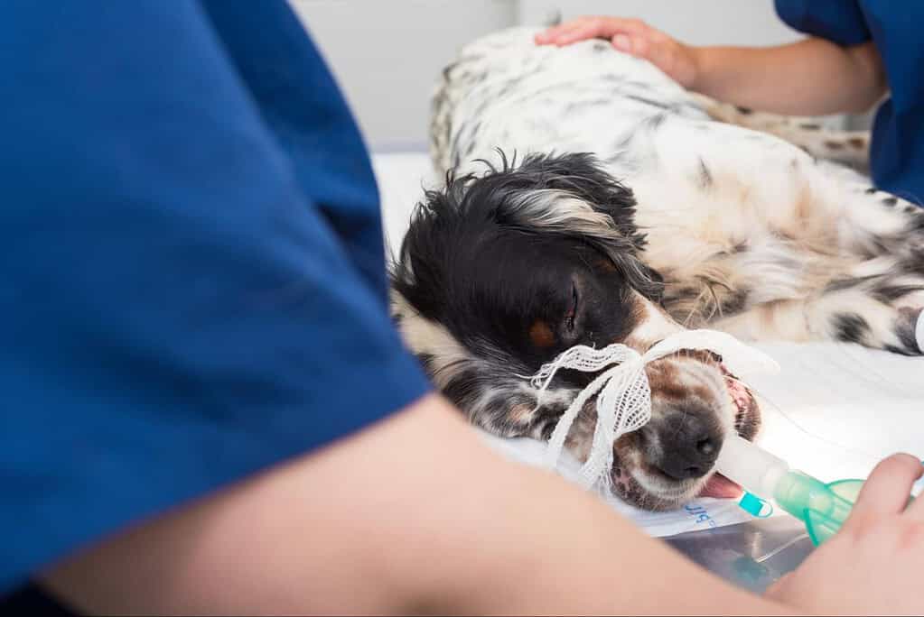 A veterinarian provides emergency care to a wounded dog with an IV drip at the veterinary hospital.