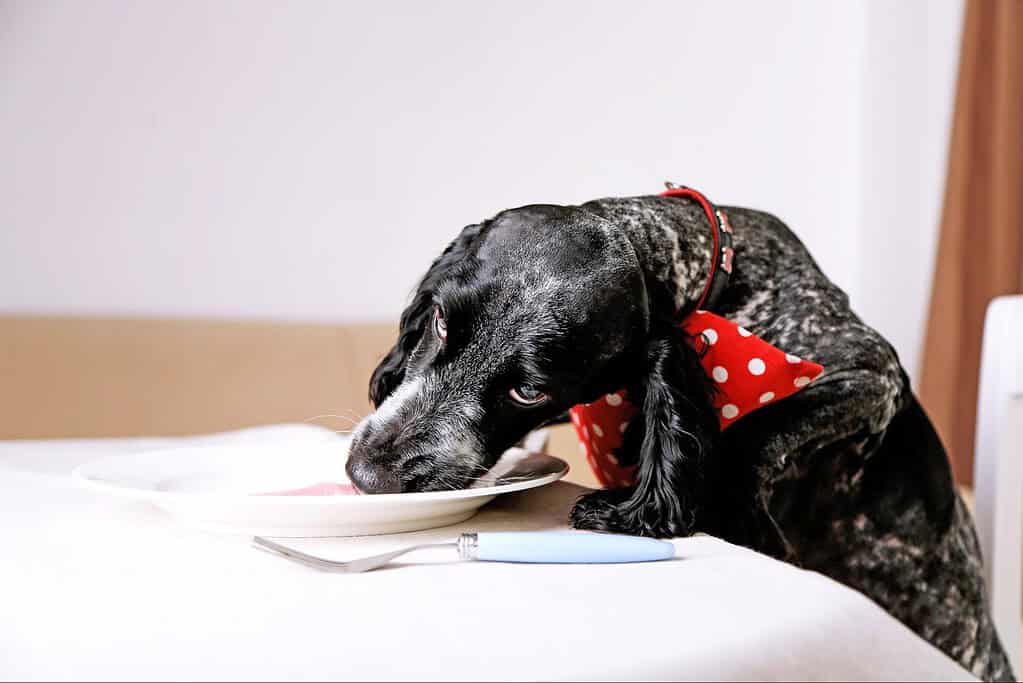 Adorable dog in a red polka dot bandana eating from a plate.
