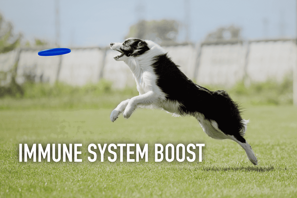 Dog catching frisbee in the park for a healthy lifestyle.