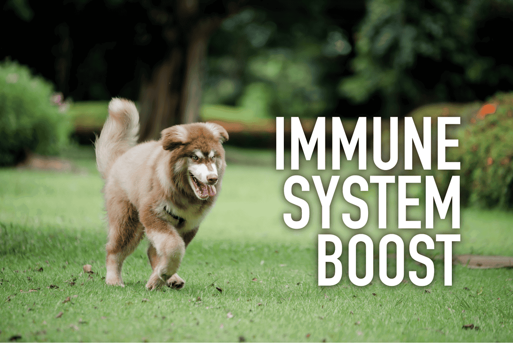 Dog running in a park promotes a strong immune system and overall health.