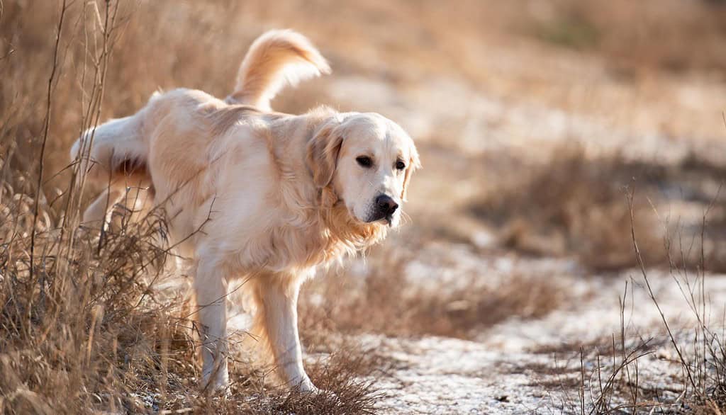Golden retriever walking in dry grass during sunset, emphasizing pet companionship, outdoor exploration, and dog wellness.