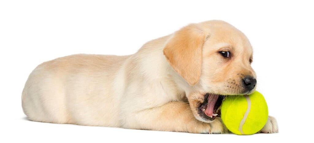 Labrador puppy lying on white background, chewing yellow tennis ball, adorable and playful dog image.