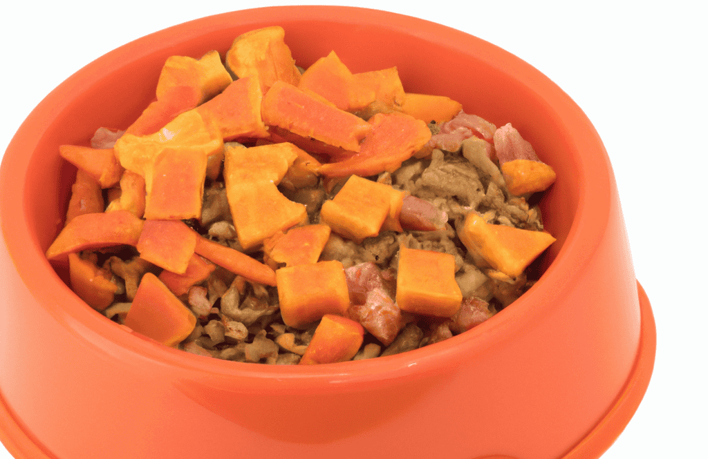 Close-up of nutritious dog food in an orange pet bowl for healthy pets.
