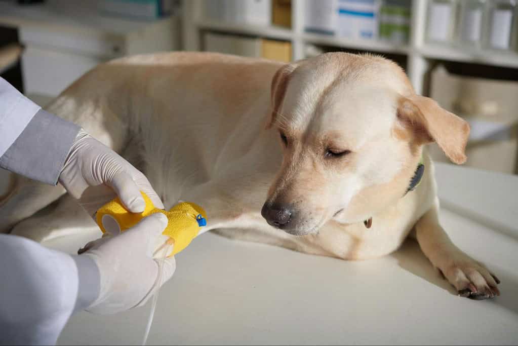 Dog being examined or vaccinated by veterinarian for health maintenance.