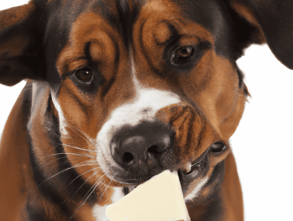 Adorable dog chewing a bone, close-up of cute furry face.