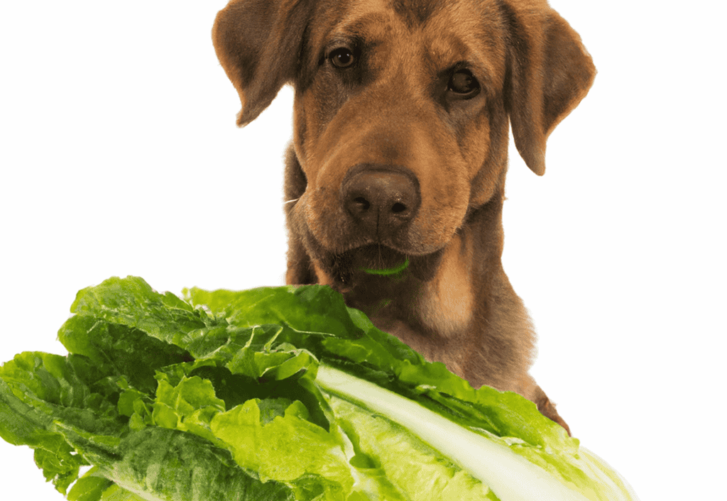 Is There a Romaine Lettuce Serving Size Guide for Dogs