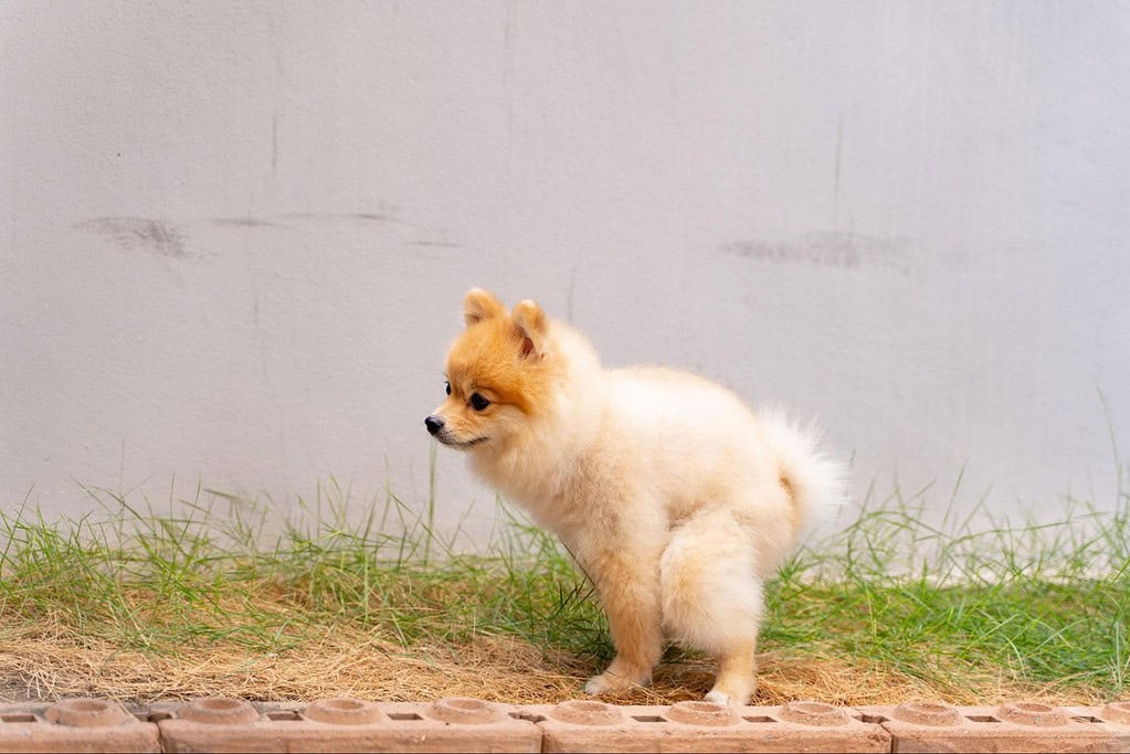 Cute Pomeranian puppy standing on grass with a neutral background.