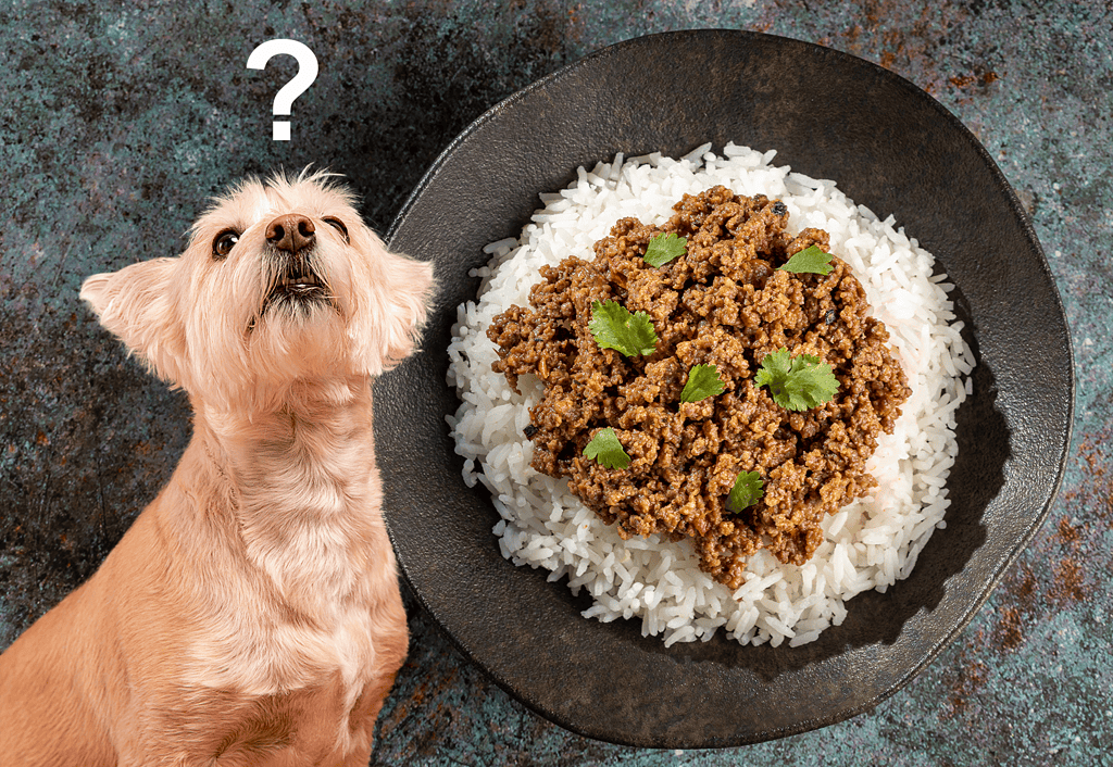 Dog looking at food bowl with question mark.