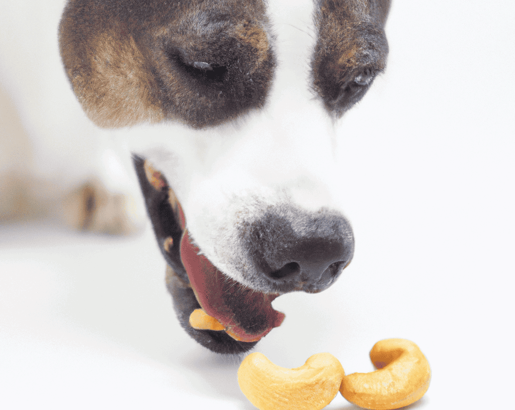 Dog enjoying tasty treats, promoting pet health and happiness with top-quality dog snacks from Dogfix.