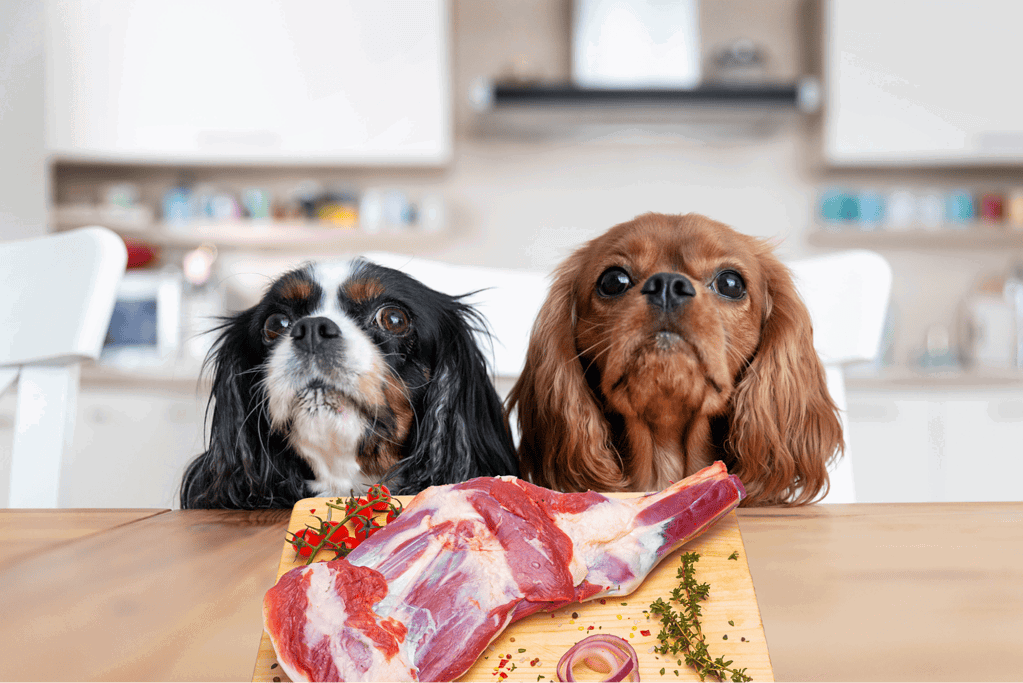 Is lamb meat safe for dogs