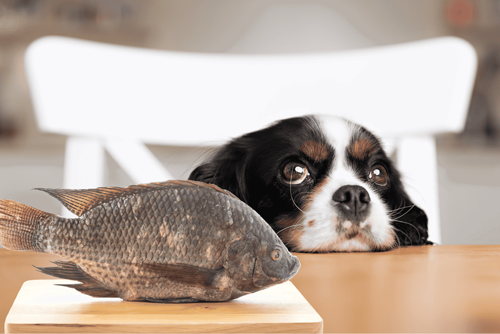 Dog with fish on table, pet-friendly food safety for dogs, healthy pet diet tips.