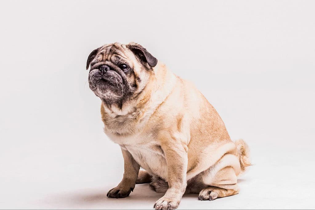 Cute pug with wrinkled face and expressive eyes for pet care and dog training.
