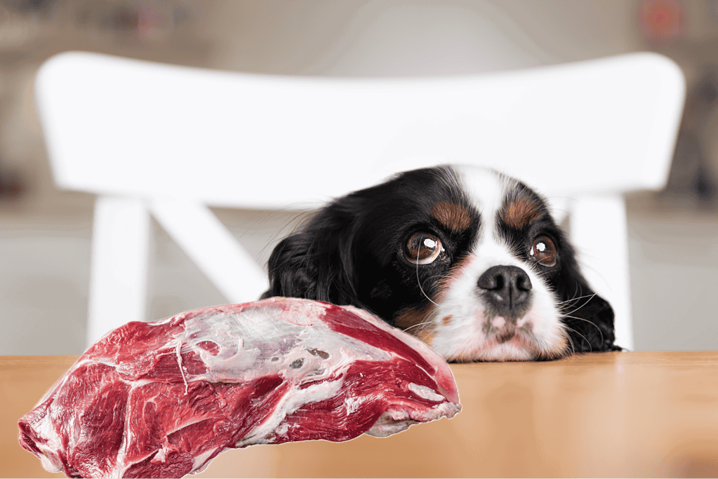 Adorable puppy resting near raw meat on table, pet diet, fresh meat, dog food, veterinarian.