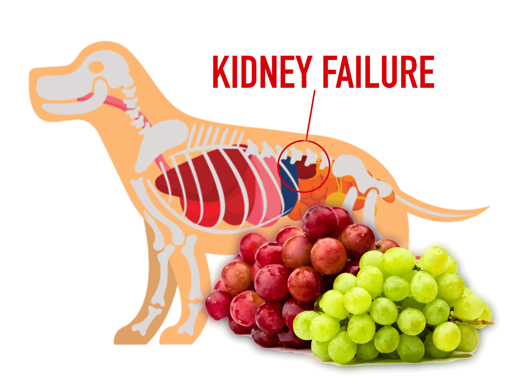 Dog kidney failure illustration with grapes.
