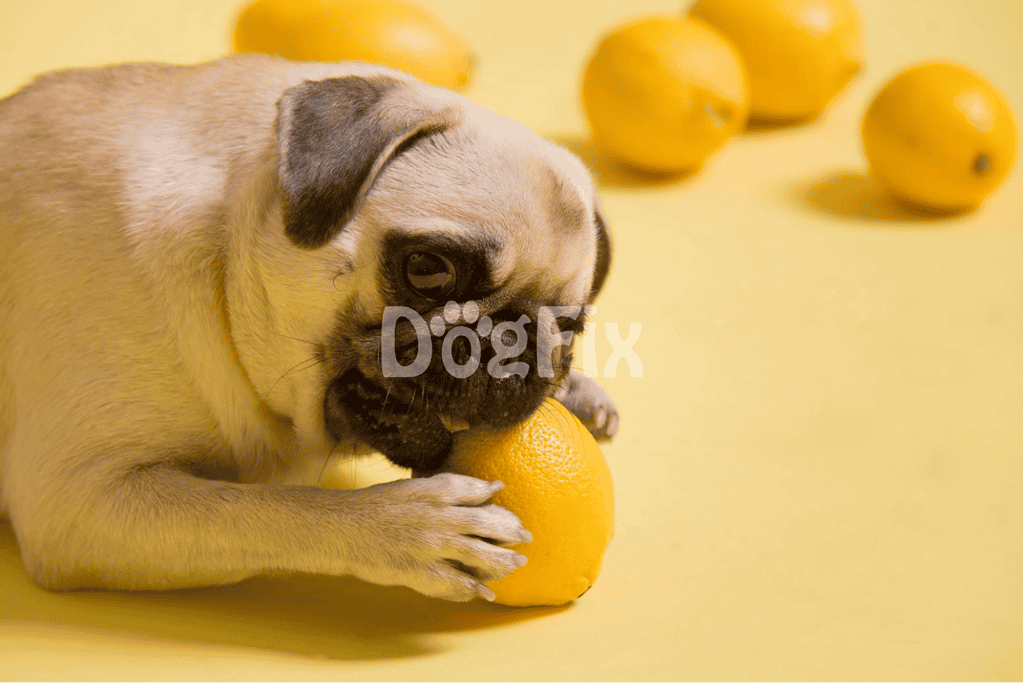 Adorable pug puppy eating orange fruit on yellow surface, highlighting pet nutrition and playful moments.