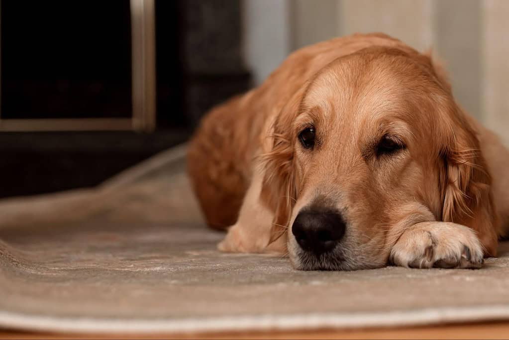 DogSleepingOnFloor, comfortable resting golden retriever.