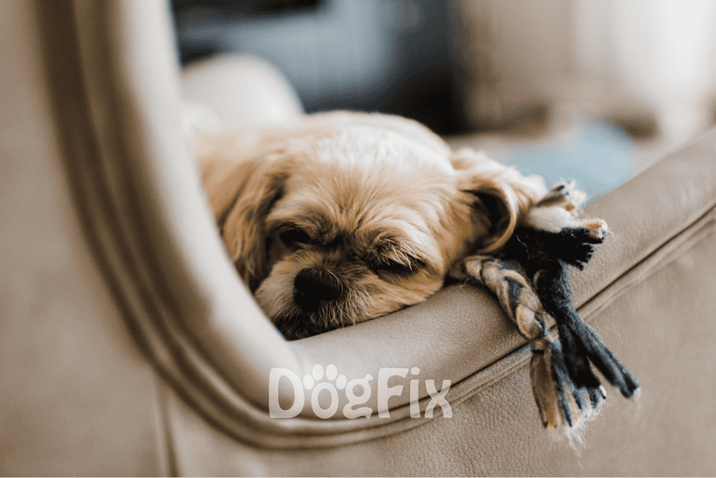 Soft-furred dog peacefully resting on a beige couch.