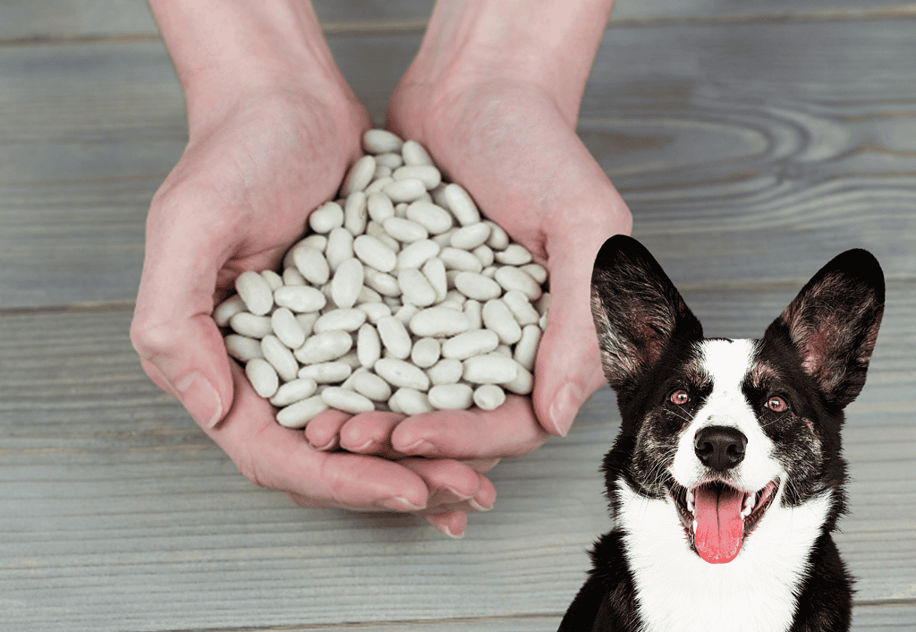 Alt text: Hands holding white dog treats with happy black and white dog in foreground.