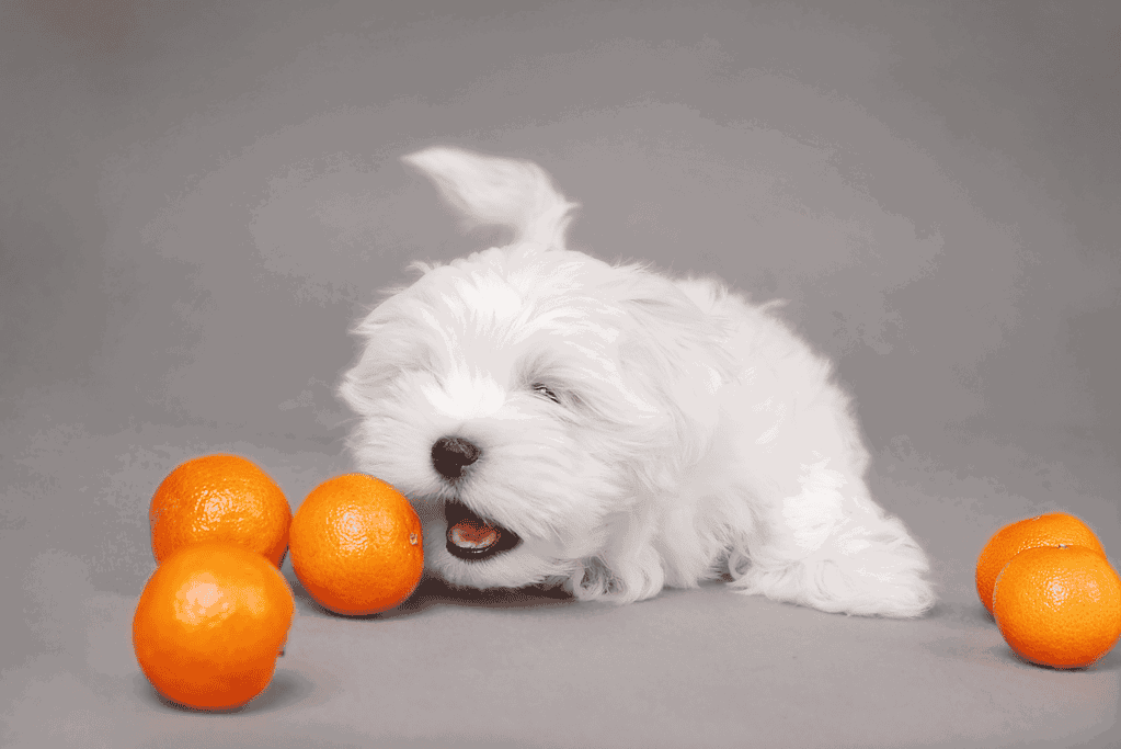Mandarins Can dogs have 'em