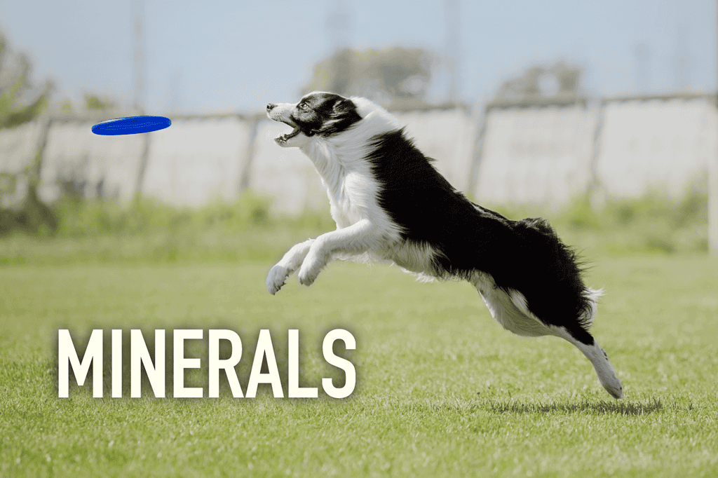 High-energy Border Collie catching a frisbee outdoors for dog agility and training enthusiasts.