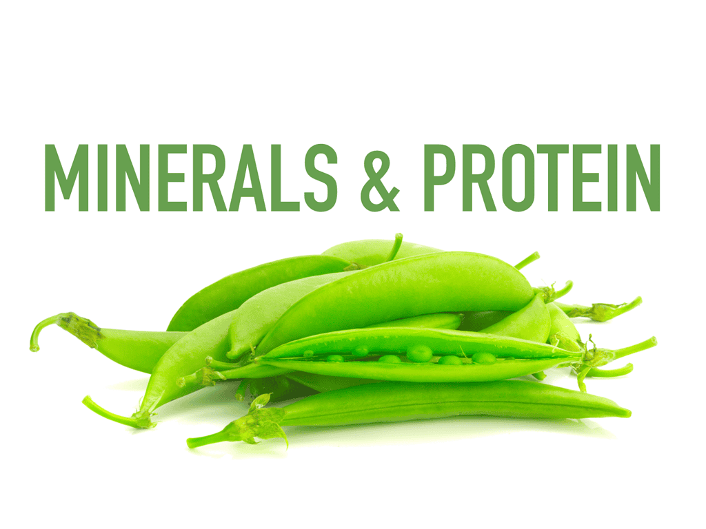 Healthy beans rich in minerals and proteins ideal for dog diet supplements.