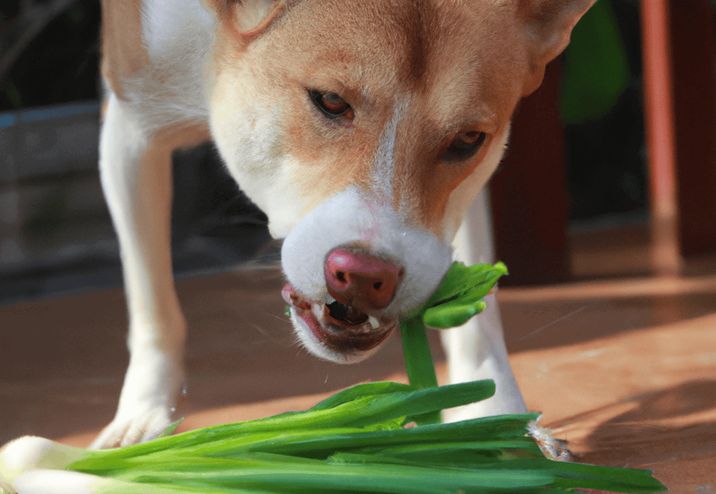 Adorable dog chewing fresh green onions outdoors, playful pet enjoying healthy snacks, canine joy and wellness.