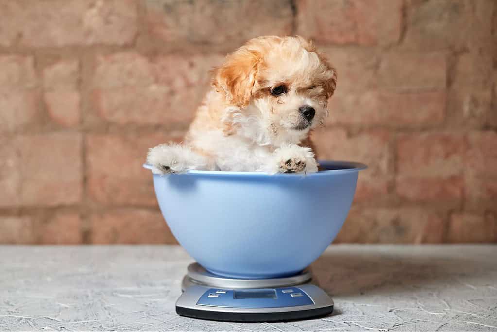 Cute puppy sitting in a blue bowl placed on a digital pet scale for accurate weight measurement.
