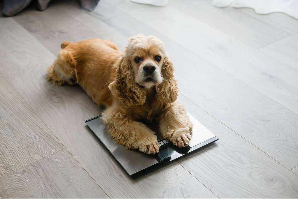 Cocker Spaniel lying on digital scale, checking weight for health and wellness, Dogcare essentials.