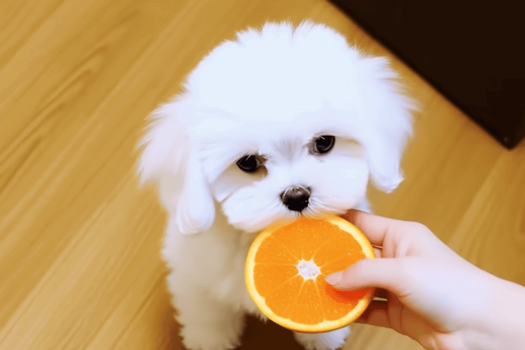 ALT text: Adorable white puppy biting an orange half, indoor setting, playful pet picture.