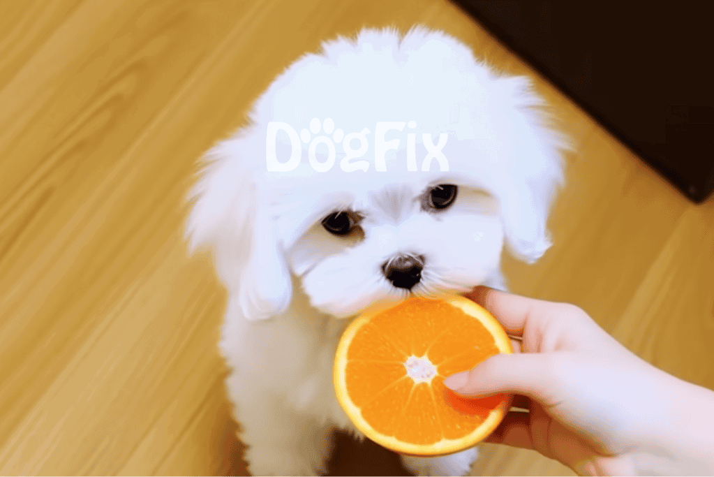 Adorable puppy enjoying a healthy orange snack, showcasing safe treats for dogs from Dogfix.com.