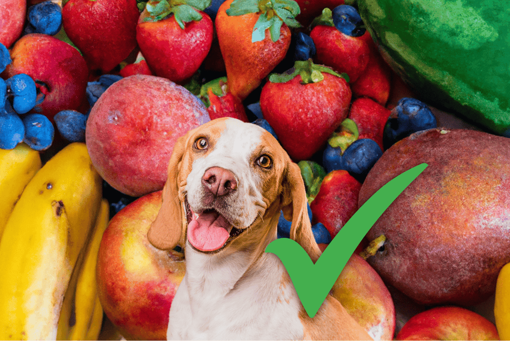 Healthy dog food, fresh fruits for pets, veterinarian-approved treats.