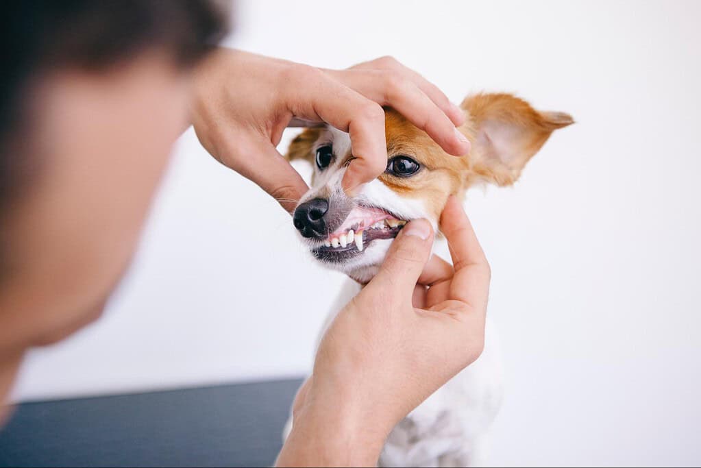 Extensive image on dog dental health with a person examining a small dog’s mouth, emphasizing importance of dog teeth cleaning.