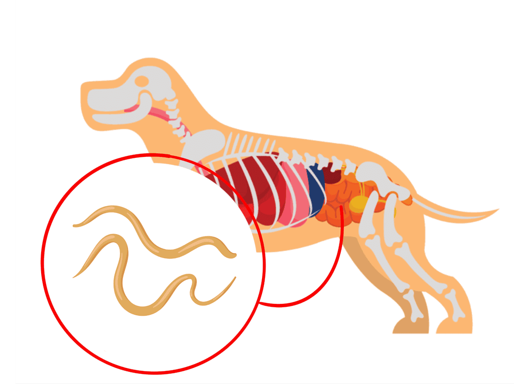 Illustration of a dog's digestive system highlighting intestinal parasites and health issues.