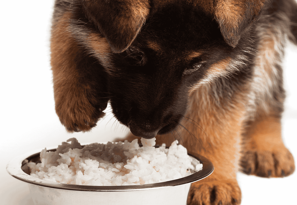 Adorable puppy eating rice from a silver bowl, showcasing healthy pet food options.