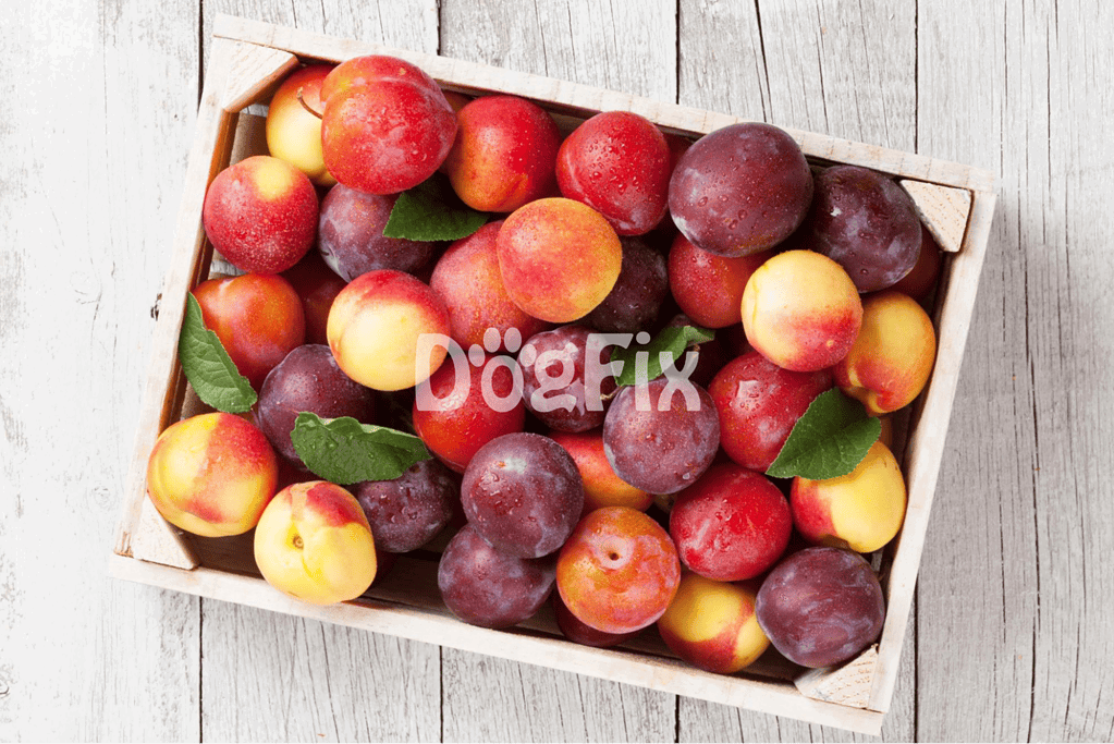 Fresh ripe plums with vibrant colors in a wooden basket.