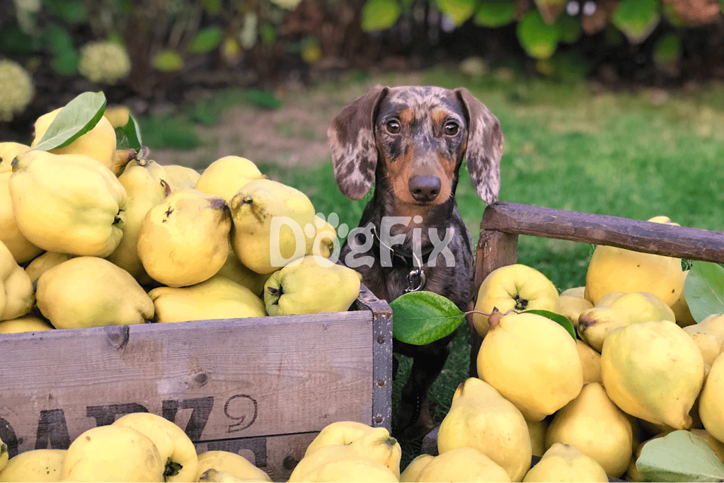 Young adult dog among fresh yellow quinces outdoors.
