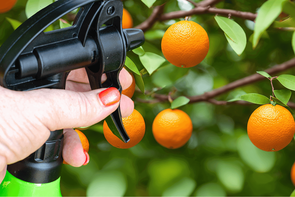 Close-up of a hand using pruning shears on an orange tree branch, highlighting effective fruit tree maintenance methods.