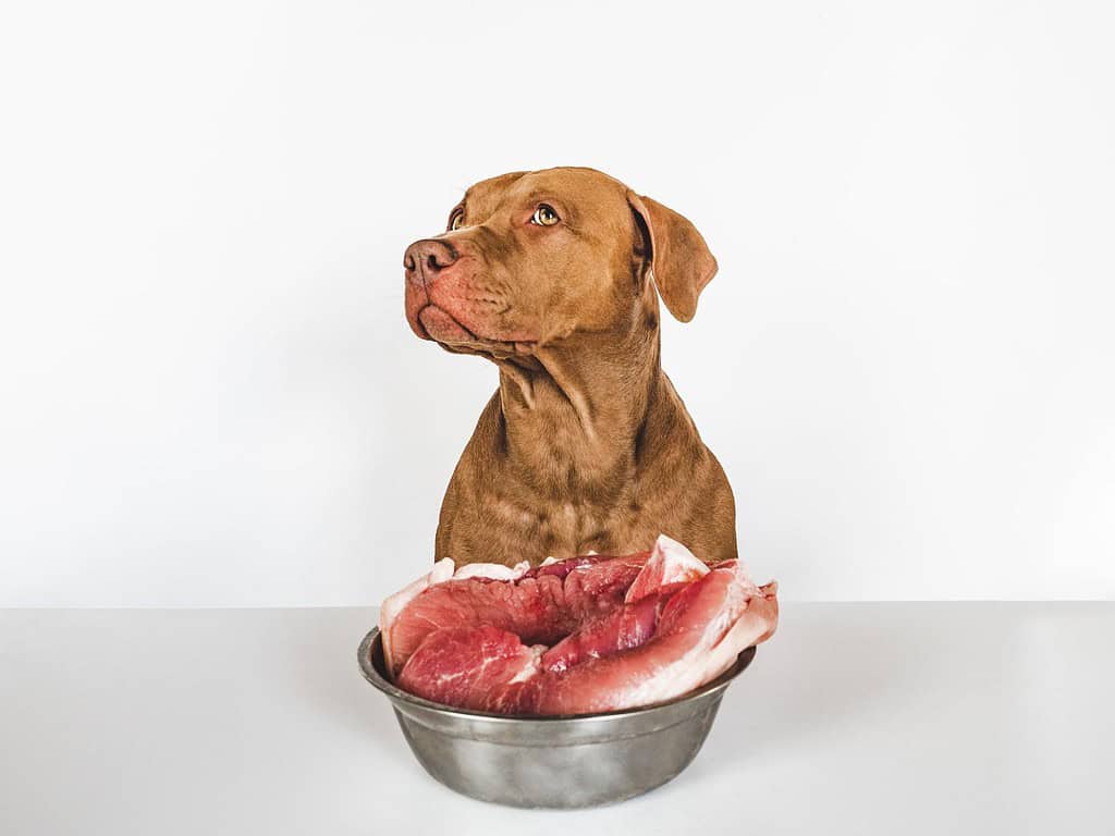 Dog looking away, next to raw beef on table.