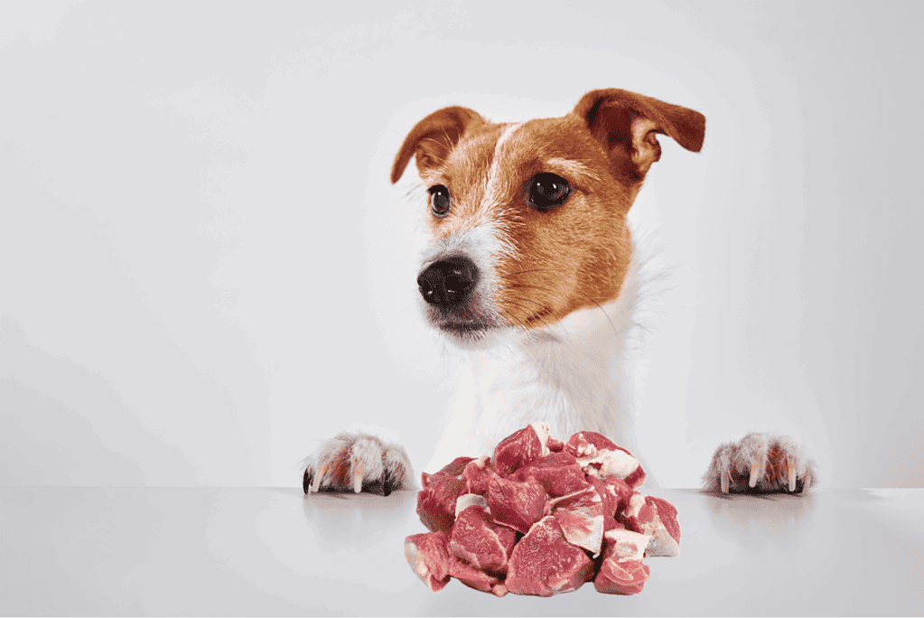 Adorable dog with raw meat on table for healthy diet.