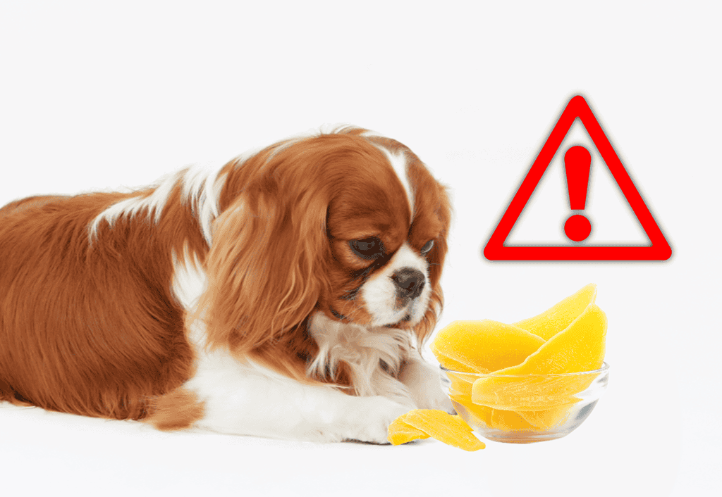 Possible Drawbacks of Dogs Eating Mango