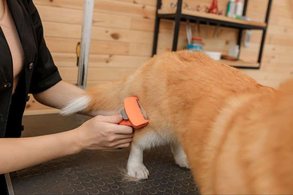 Dog grooming, pet care, dog health, professional grooming services.