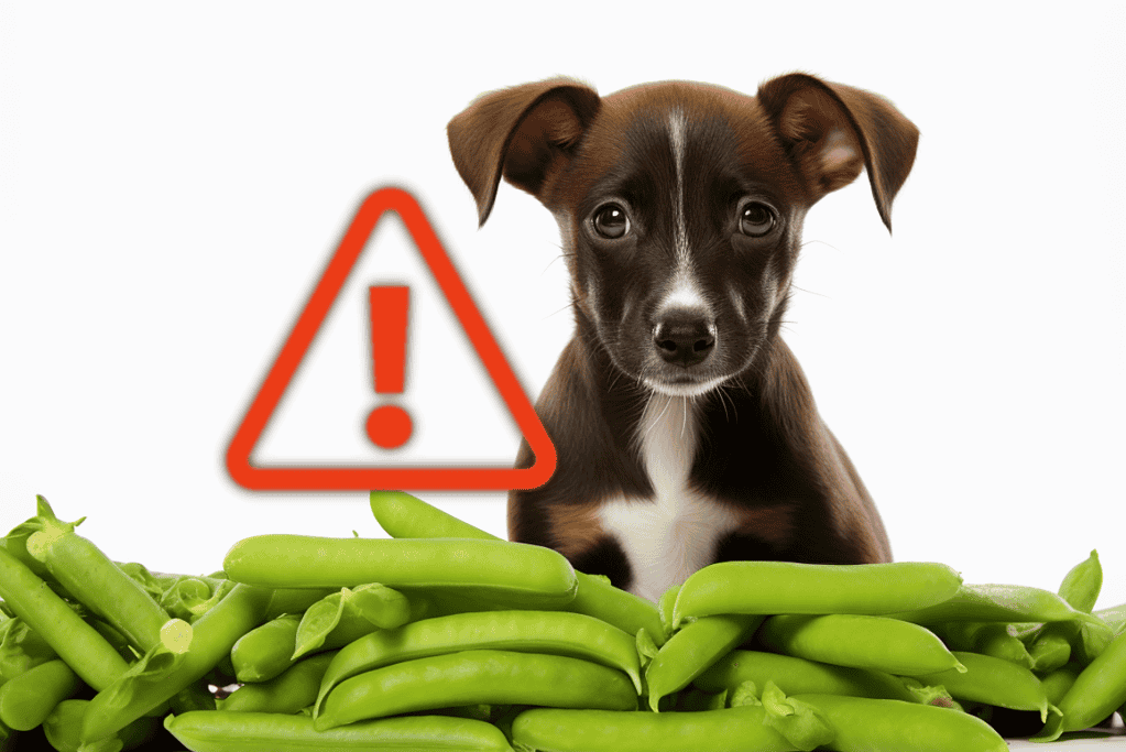 Dog safety warning about toxic foods for dogs, featuring adorable puppy and green beans.